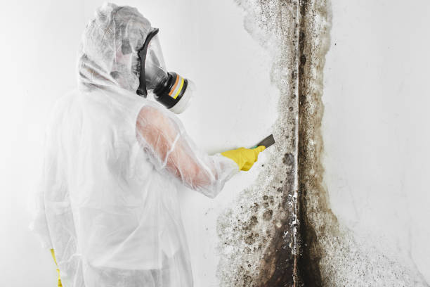 Best Emergency Mold Remediation  in Lochbuie, CO